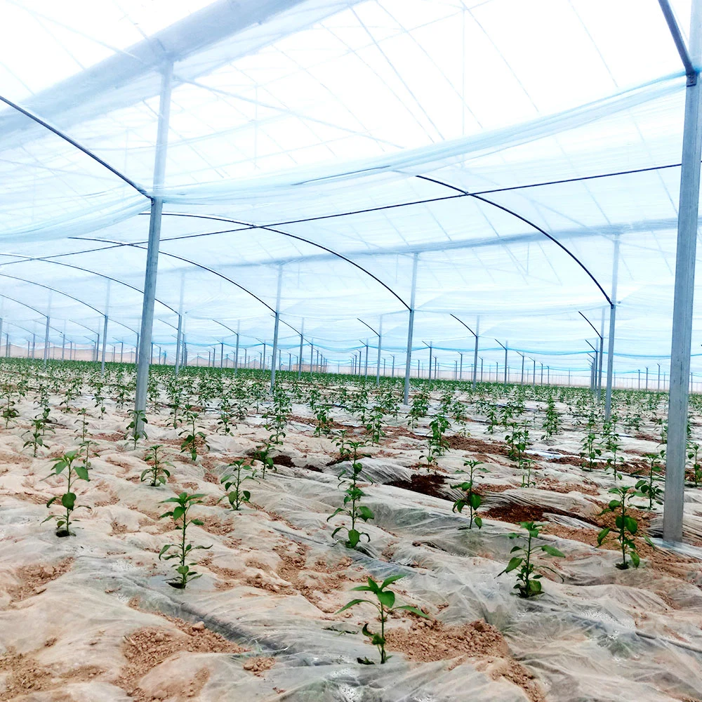 Film de serre en verre commercial à film plastique pour tunnel multi-plage/simple plage bon marché Ferme en polycarbonate avec lit de semence pour la fraise de tomate