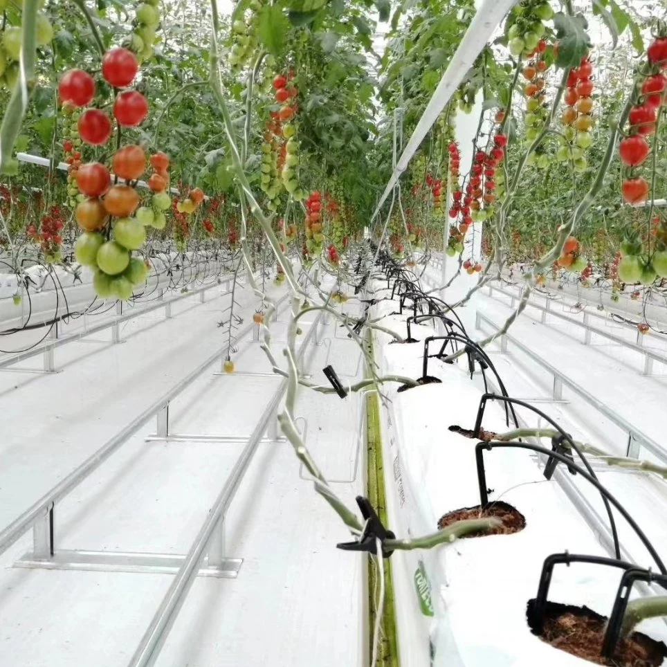 Banheira de venda Hidroponia Sistema de canal em estufa e exploração de canais Nft