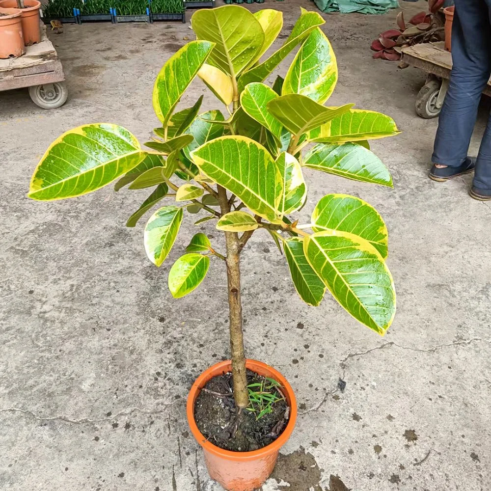 Ficus Altissima CV. Variegat Planta Real Bonsai plántulas Jardín decoración exterior