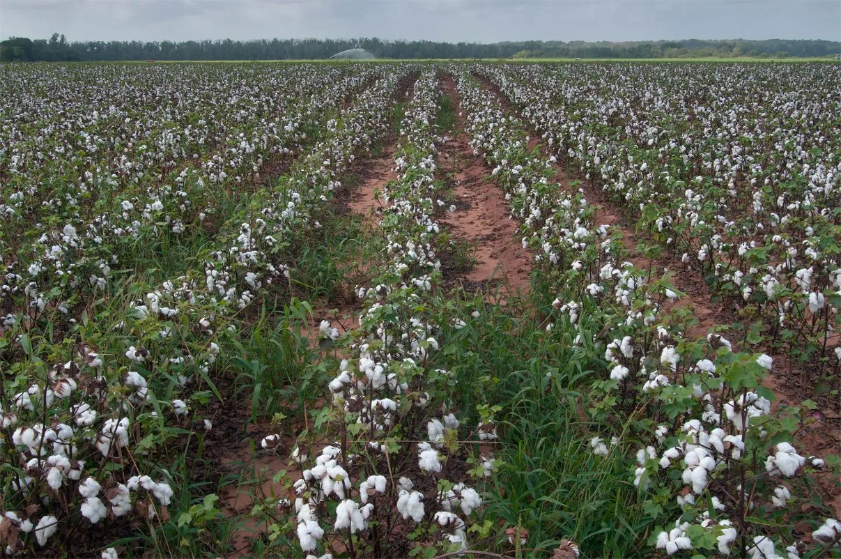 Fábrica de China metolaclor el 90% ce de productos químicos agrícolas herbicida 51218-45-2
