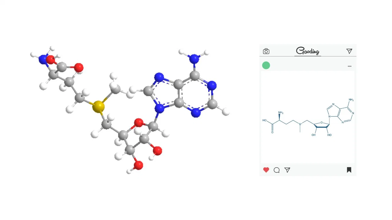 Protéger les soins de santé de foie de matières premières Sames-Adenosyl-L-méthionine Disulfate Tosylate CAS 97540-22-2