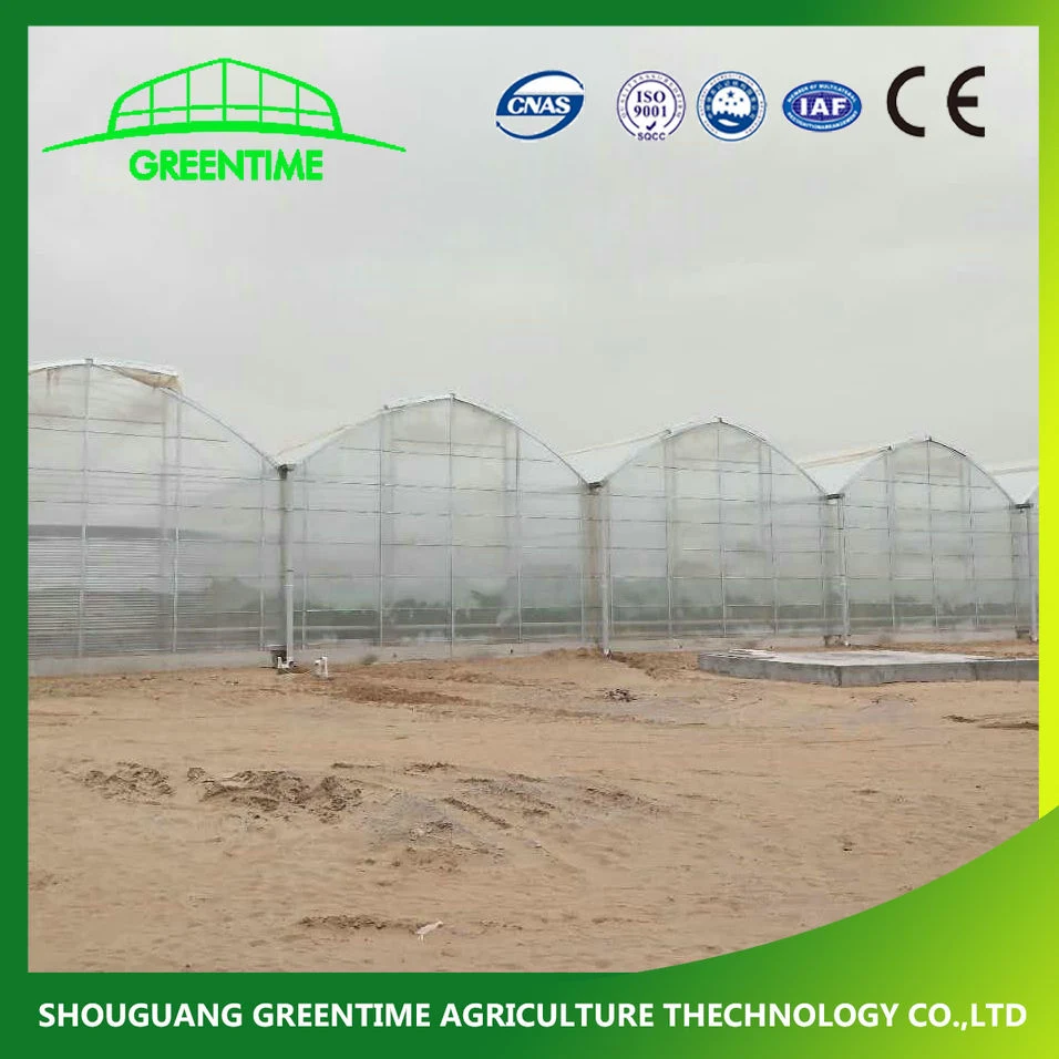 Commercial 6mm Polycarbonate Greenhouse with Growing System