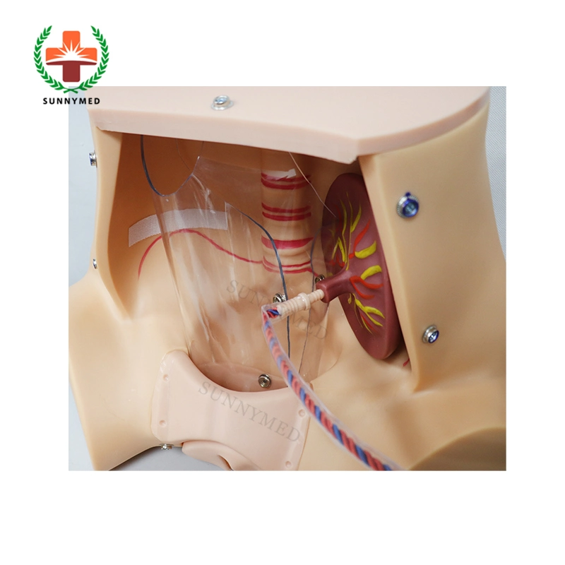 SY-N024 تدريب محاكاة التدريب على مهارات الولادة في طب أمراض النساء الطبية