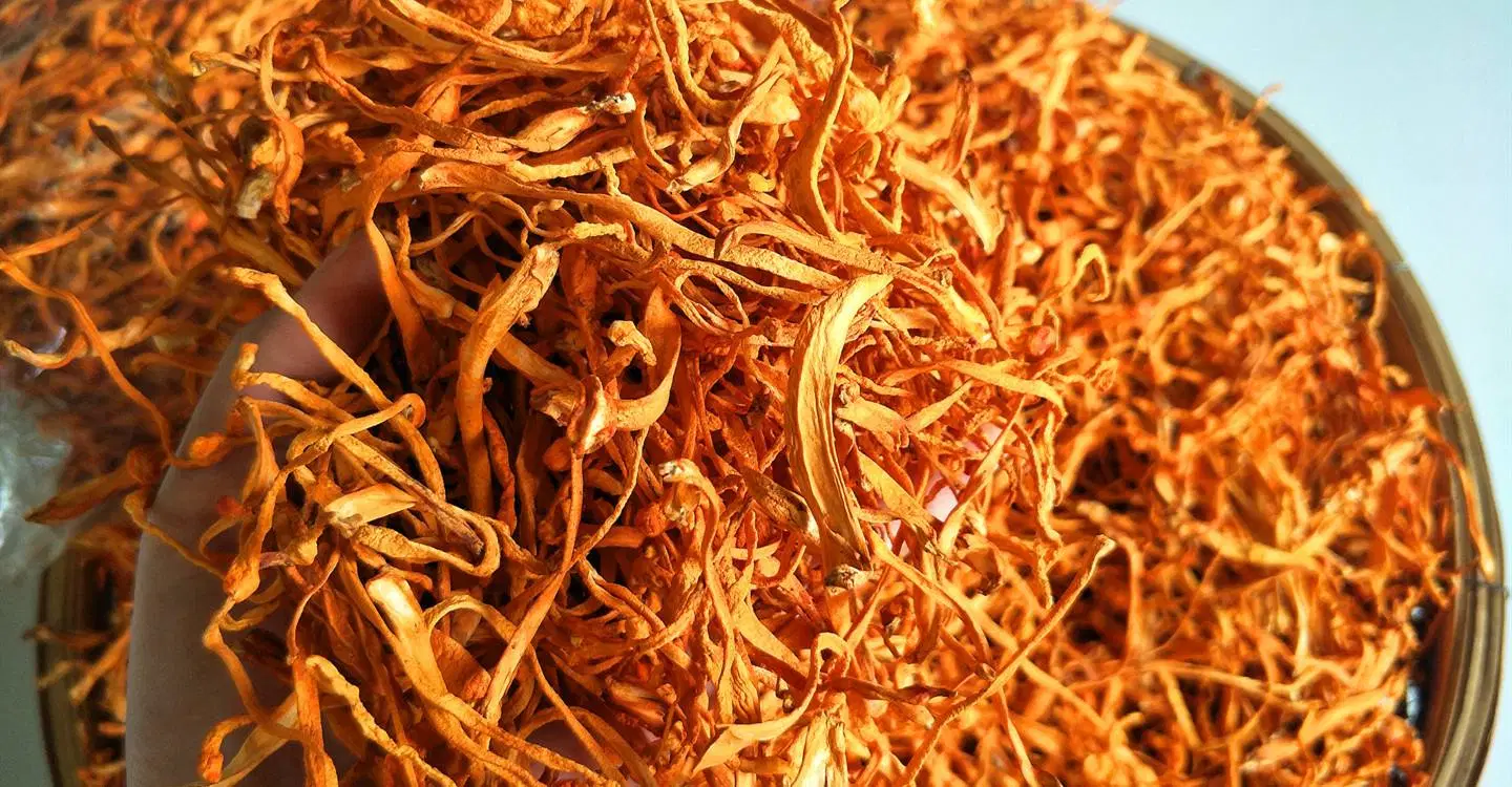 Premium Dried Medicinal Cordyceps Healthy Mushroom