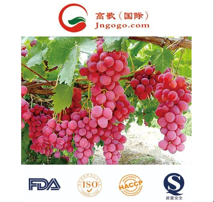 China's Best Fresh Red and Green Grapes