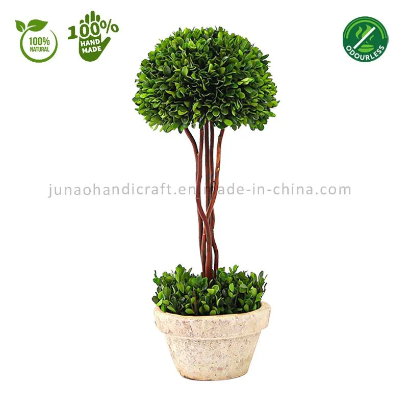 100% Natural Preserved Boxwood Half Ball Sphere Tree Topiary Bonsai Family Style