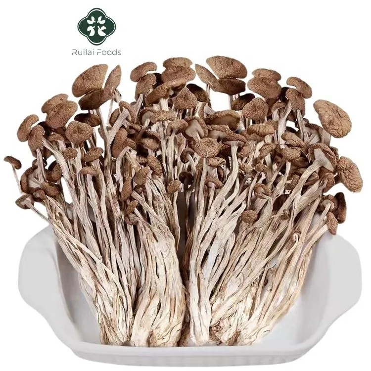 Secado Agrocybe Aegerita seta de Árbol de Té Agrocybe Cylindracea Natural