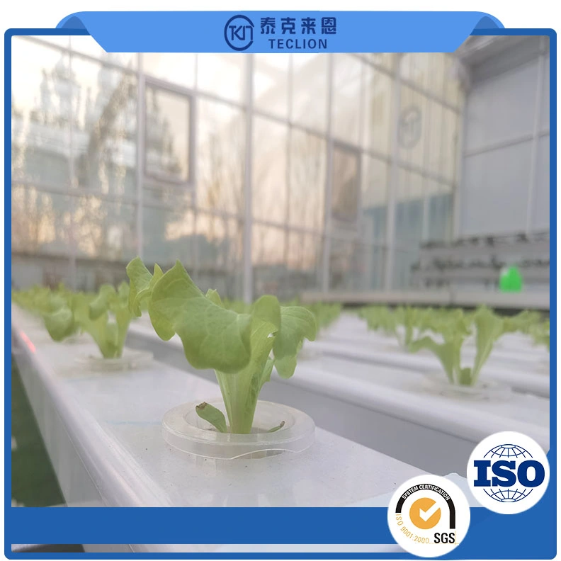 Soilless Cultivation and Hydroponics System of Vegetable Plants in Agricultural Greenhouse and Greenhouse