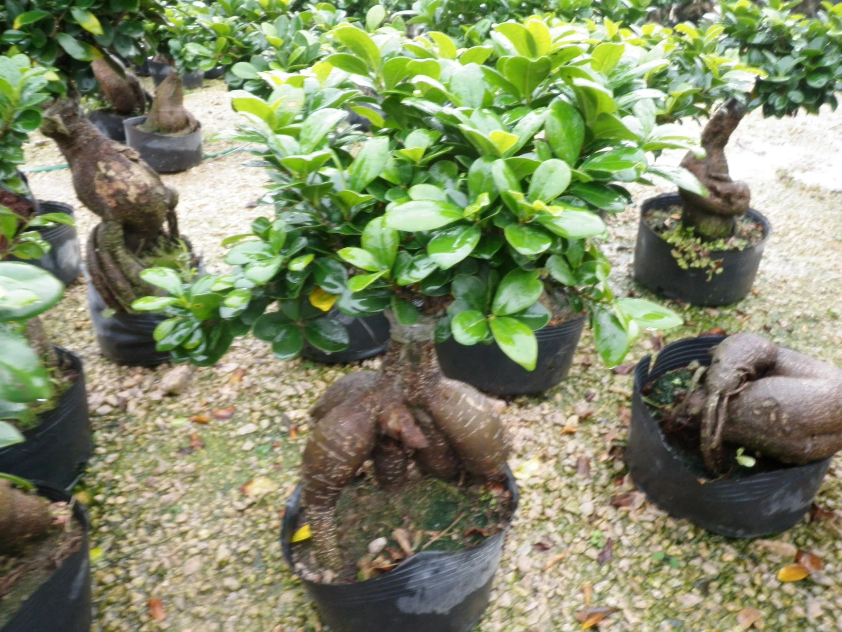 Ficus microcarpa Ginseng árbol Bonsai