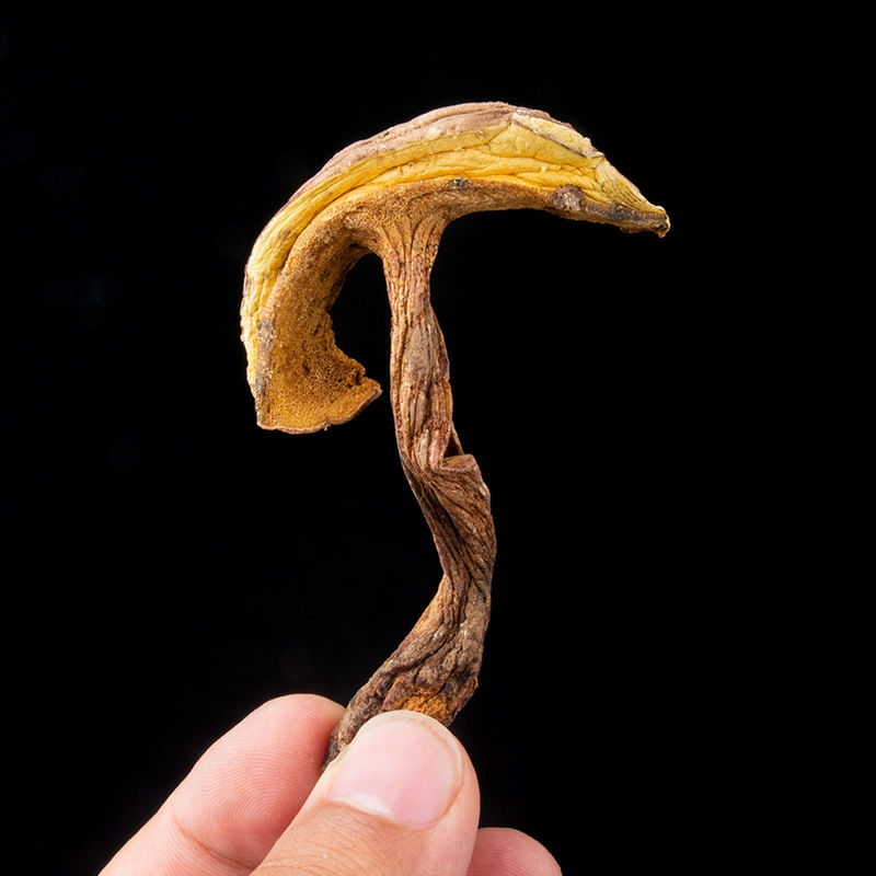 Niu Gan Jun Wholesale/Supplier Medicine Food Dried Wild Yellow King Boletus Edulis Mushrooms