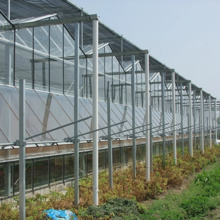 Venlo Type Glass Greenhouse for Vegetables Growing with Modern Design