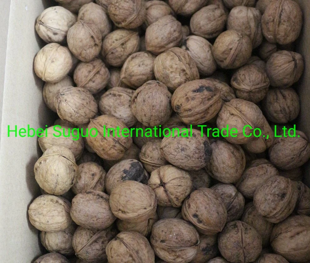 Paper Walnut 185 Xingjiang Walnuts/Dried Fruits