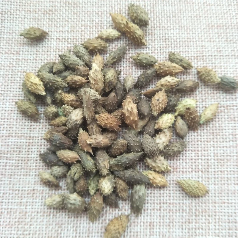 Cang Er Zi Factory Supplies Wholesale/Supplier Bulk Natural Herb Medicine Xanthium Sibiricum for Health