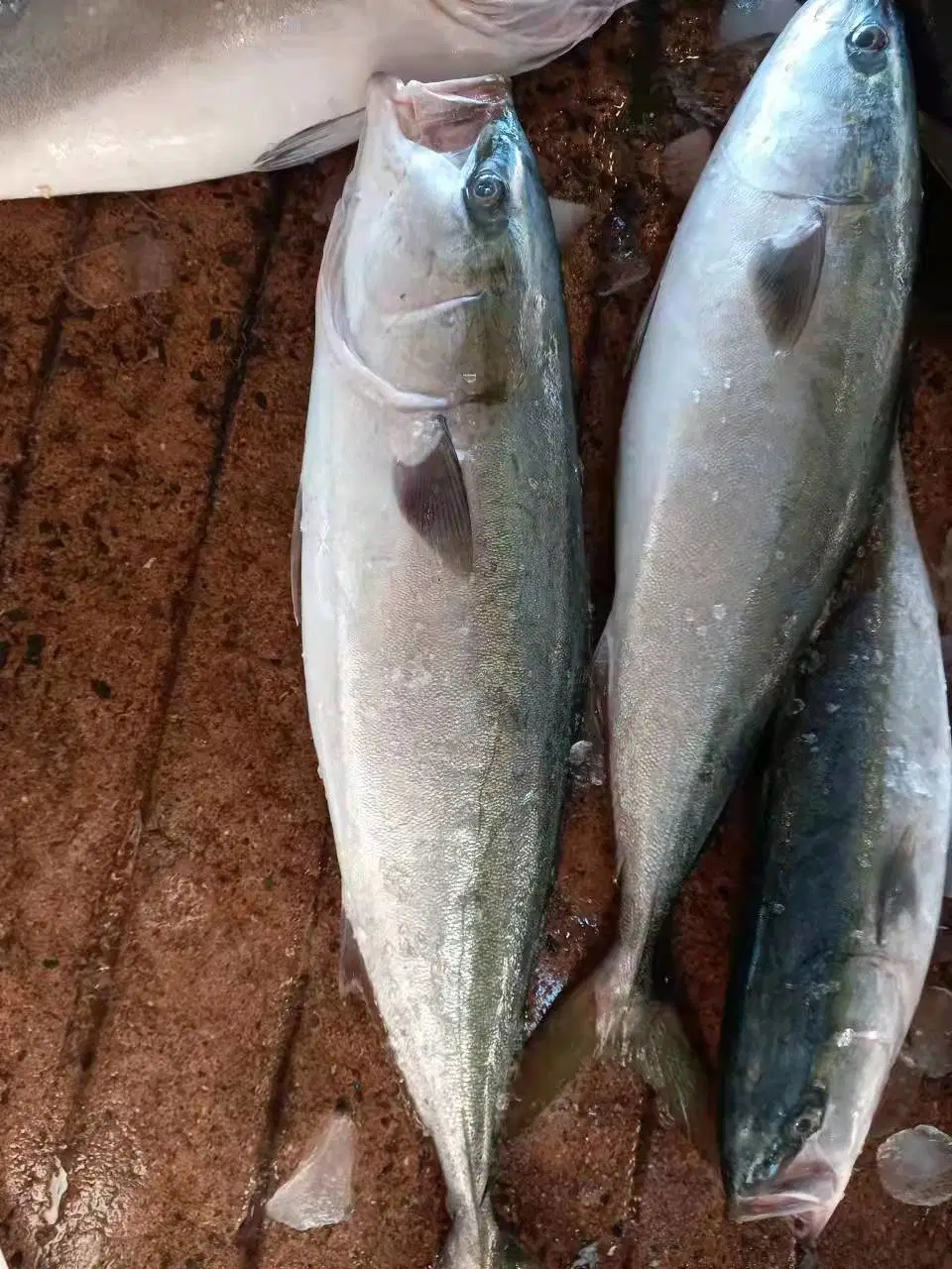 Buena calidad Ikan Amberjack Fish Korean Origin Yellow Tail SCAD