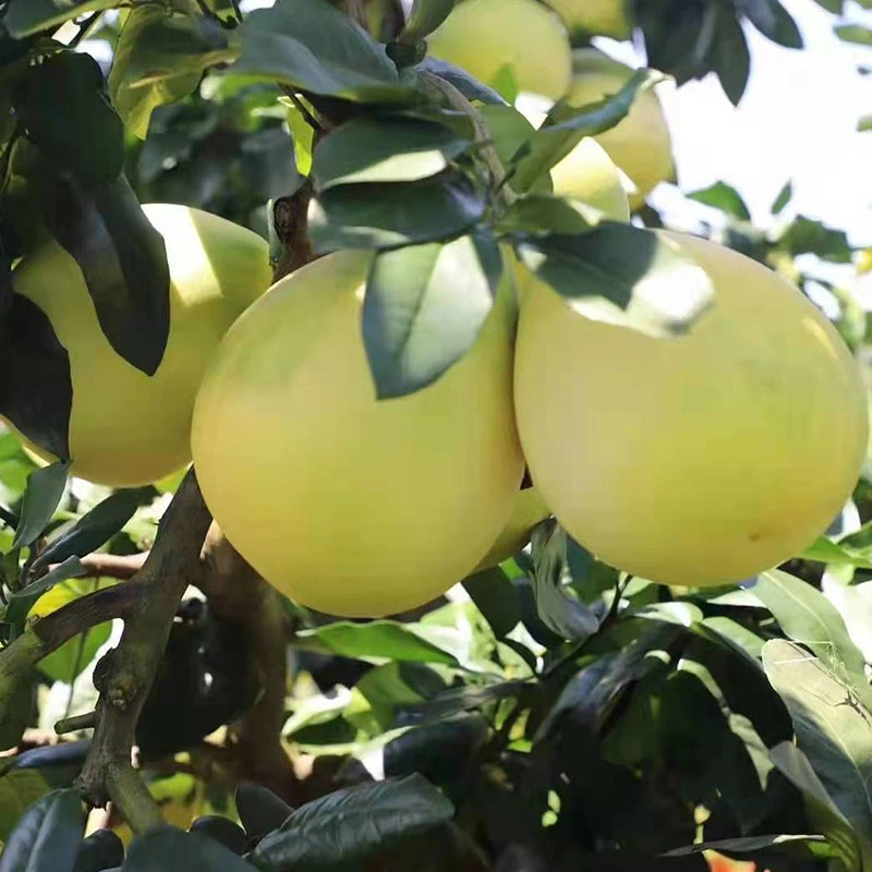 Pomelo chino fresco al por mayor fruta cítrica pomelo común