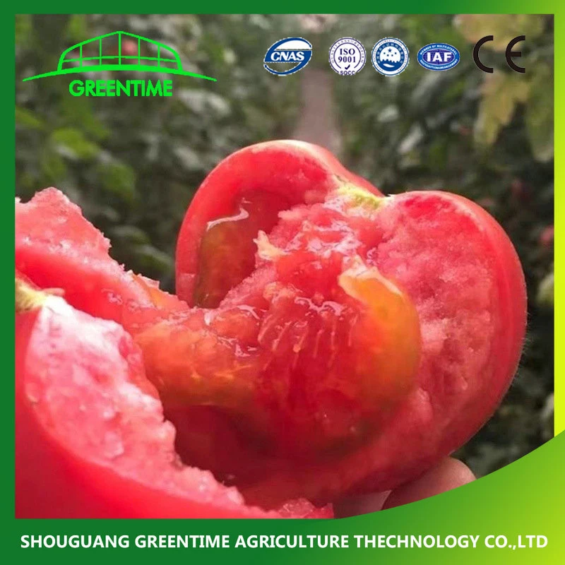 Best Tomatoes Seeds Bulk Quantity Low Price for Film Greenhouse Planting