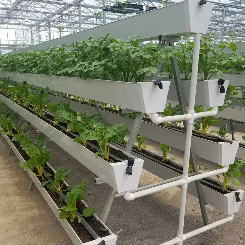 Commercial Multi-Span Systems for Leafy Greens Vegetables Greenhouse