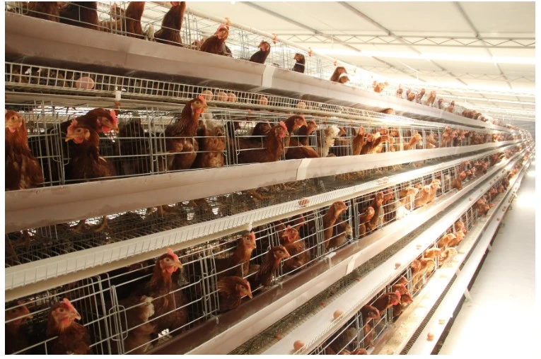 Hot Sale High Quality One-Stop Service Automatic Hens Layer Cage Feeding Equipment for Poultry Farms