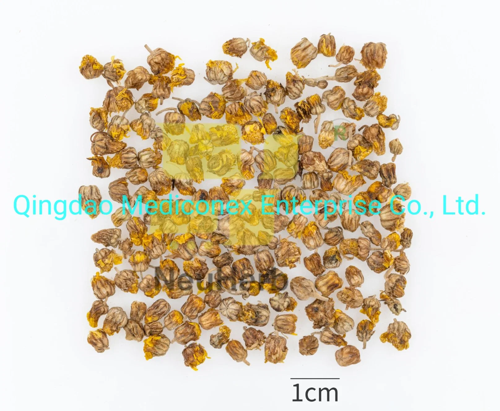Chrysanthemum indicum (capitulum) Las materias primas tradicionales preparados a base de hierbas Las hierbas medicinales chinas Virus