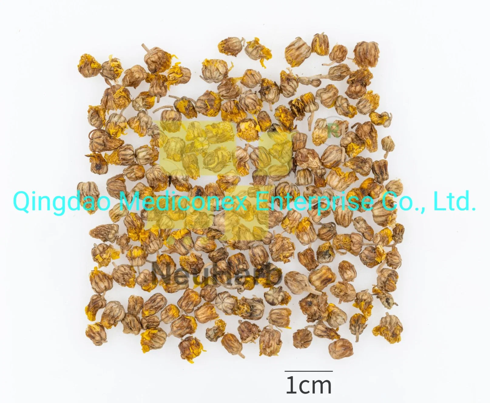 Chrysanthemum Indicum (capitulum) Herbal Raw Material Prepared Traditional Chinese Herbal Medicine Virus