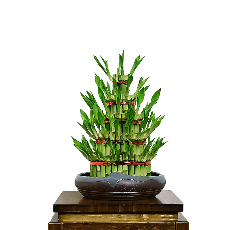 Натуральные живые растения вне помещений Bamboo Bonsai Bamboo Plants S3 Tower Счастливый бамбук