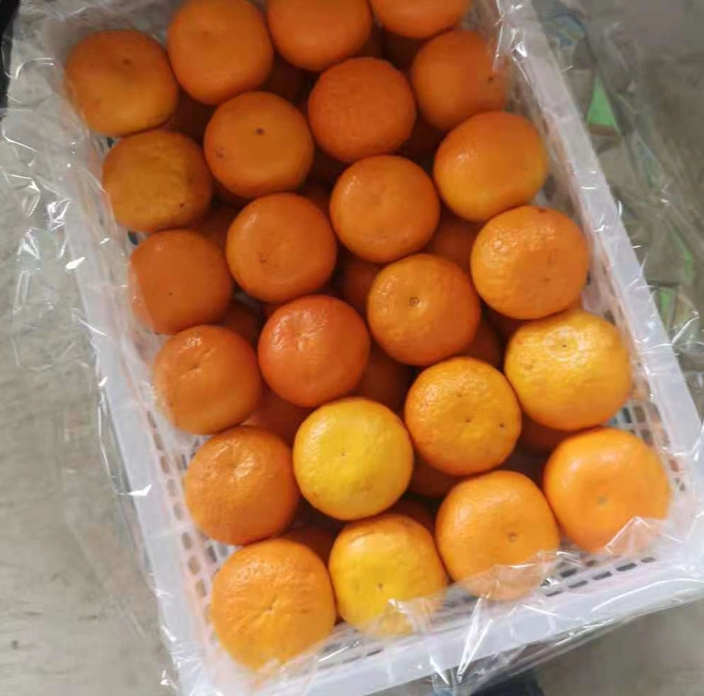 Fresh Mandarin Fine, Residue Free, Pure Sweet and Juicy Fruit Wogan Mandarin