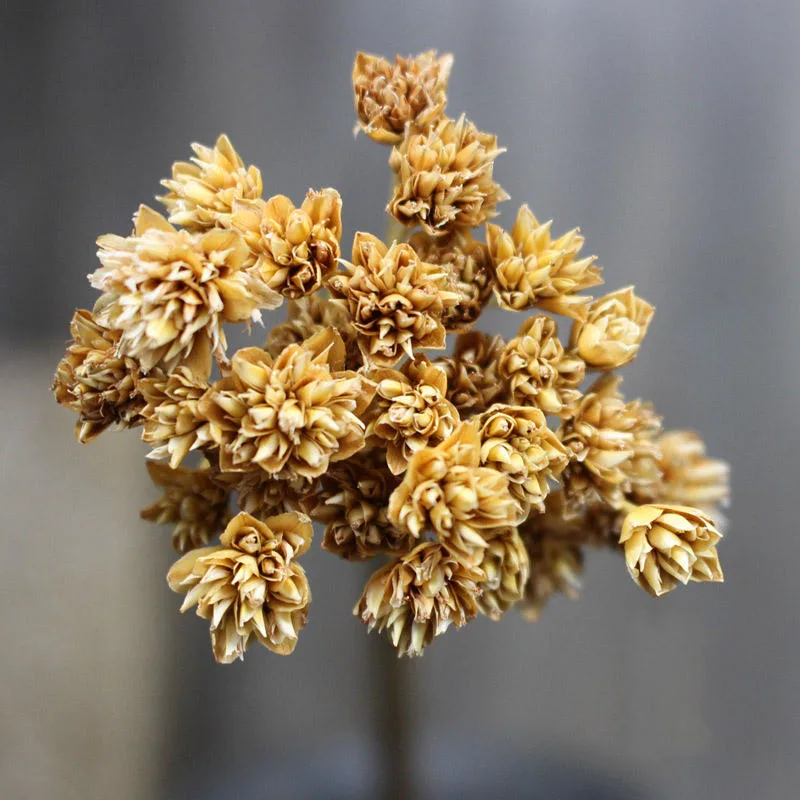 Wholesale/Supplier Dried Flowers Small Mountain Flower for Home Wedding Decoration Natural Dried Flower