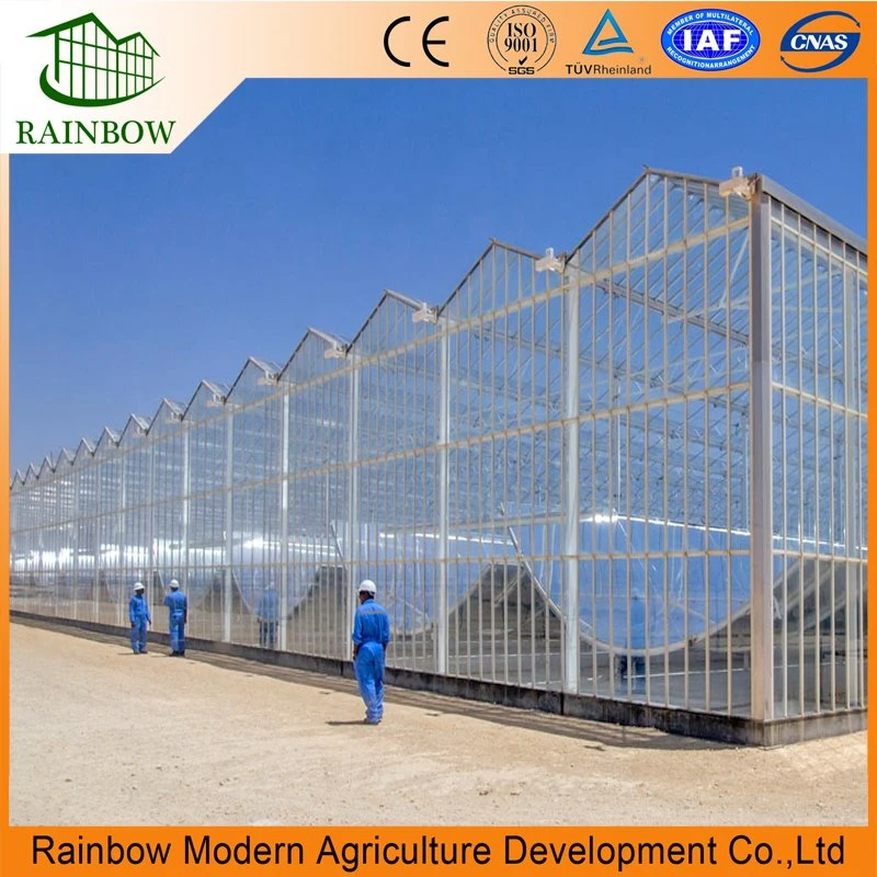 Venlo Type Agricultural Glass Greenhouse with Irrigation System