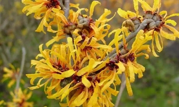 E. K Herb Leading Plant Extract Manufacturer High Purity Comestics Skincare Tannins 10% ~60% Witch Hazel Extract Hamamelis Virginiana Extract