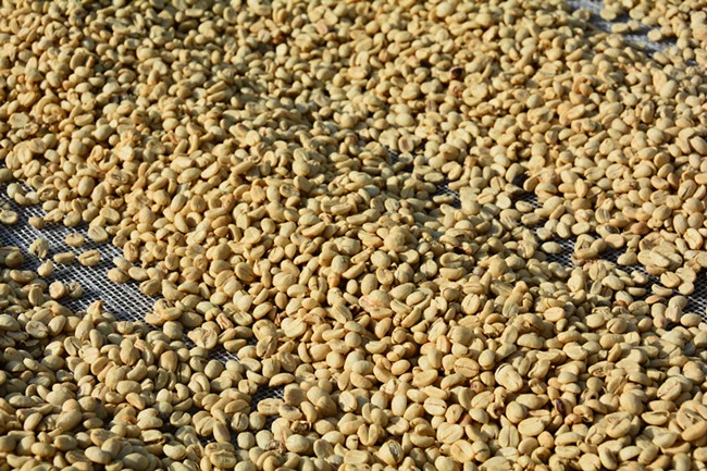 Café tostado en grano verde Arábica Café granos de café orgánico para la alimentación