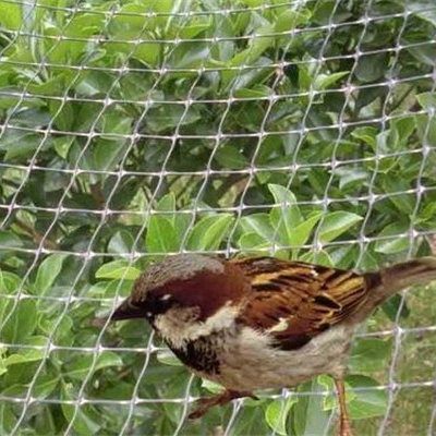 Anti pesadas redes Bird &amp; Bird malla para jardín cercado y vallado de protección de cultivos