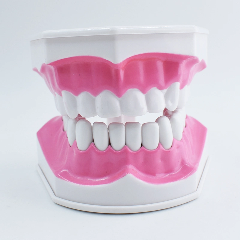 Modelo de los dientes con cepillo de dientes dentadura