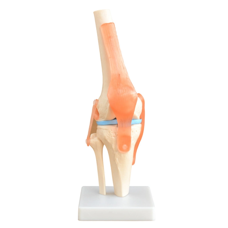 École de médecine modèle humain de genou pour l'anatomie