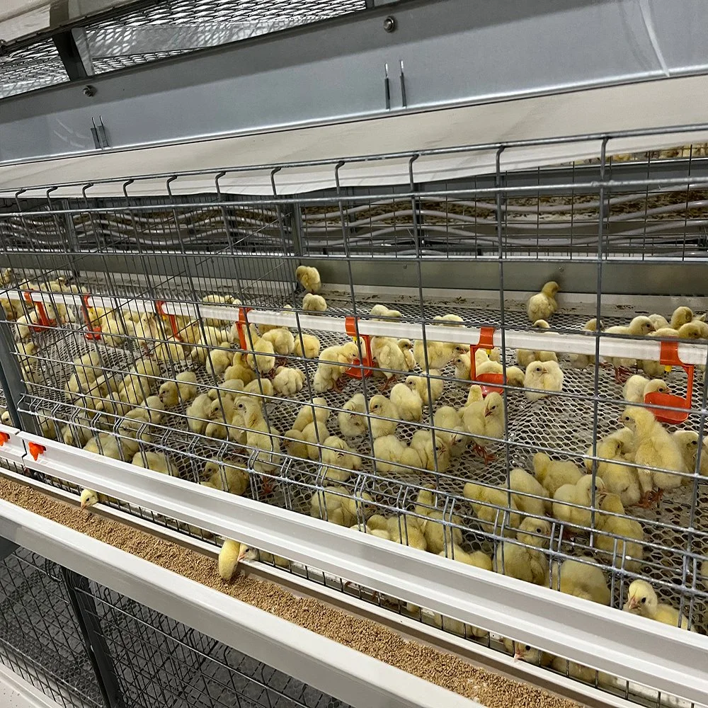 Cage de reproduction automatique de la Volaille Poulet Farm Equipment avec chaudière de ventilation/ventilateur/système de couvain chaudière