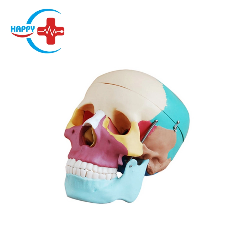 Hc-S206 osso da cabeça de cranio humano médica natural do modelo grande modelo de coloração de ossos do crânio