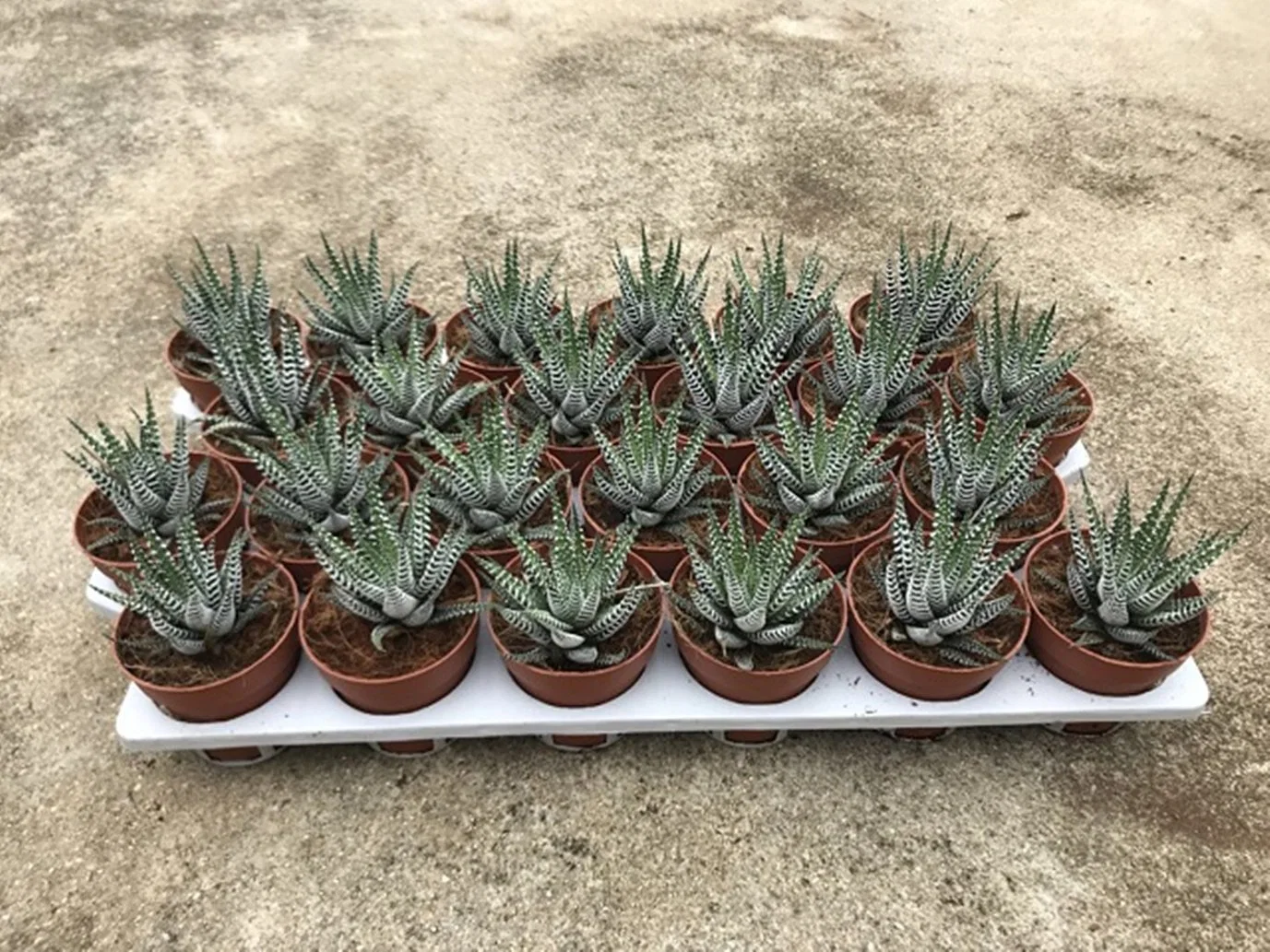 Cactus Extract Haworthia Papillosa Cactus Plants for Home Decor Indoor Wholesale/Supplier