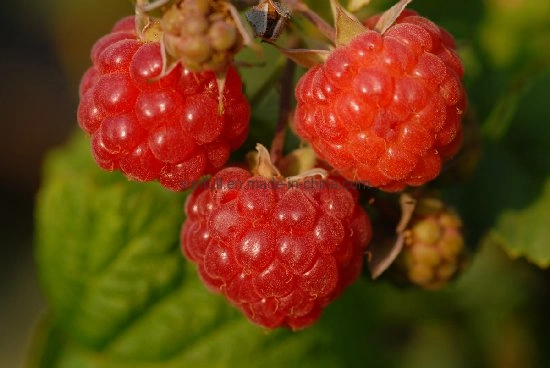 Suministro de la fábrica de polvo de extracto de Frambuesa Rubus idaeus L.