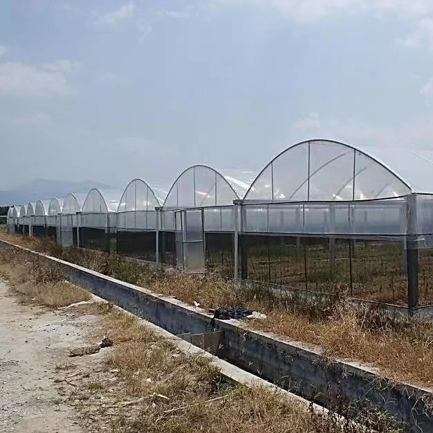 High UV Resistant Vegetables 6 Mil 8 Mil Agriculture Plastic Greenhouse Film 120mic 200 Micron Greenhouse Cover