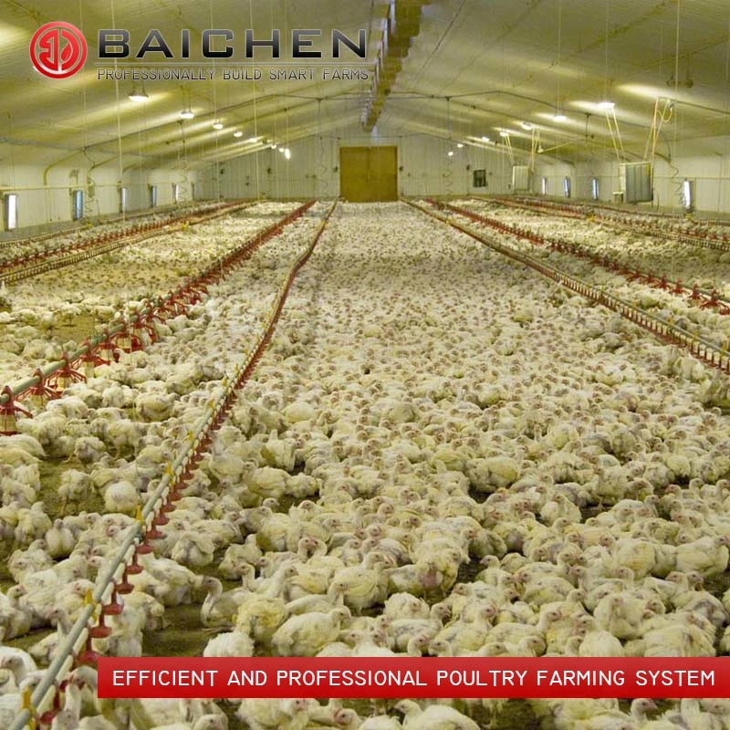 Sistema de alimentación de pollos broiler Elevadores para aves de corral de la casa