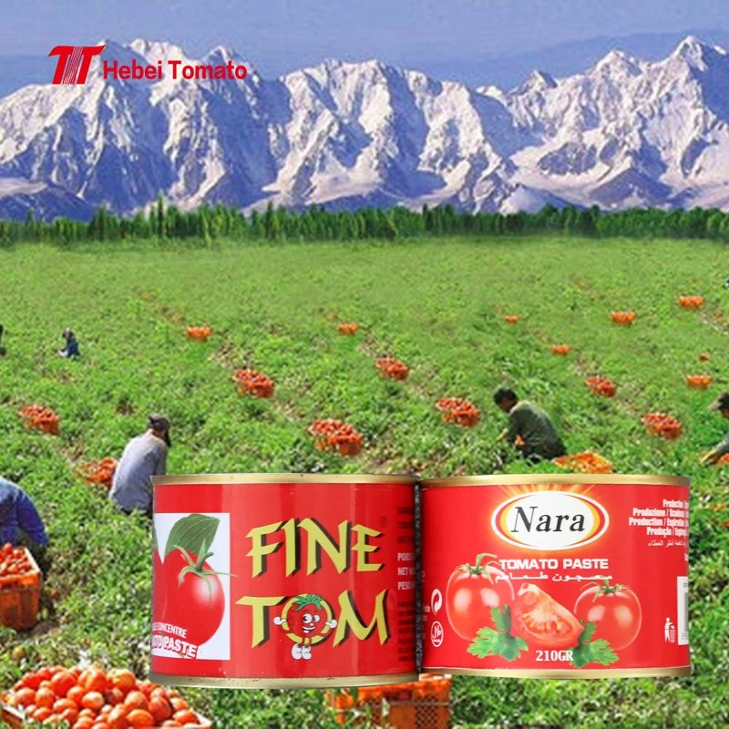 Exportador de pasta de tomate enlatada de la marca Tom Brand 2.2 Kg Proveedor de China