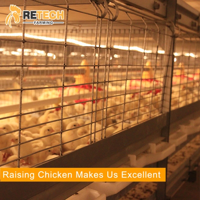 Factory Selling Chicken Cage& for Layer,Broiler, Pullet