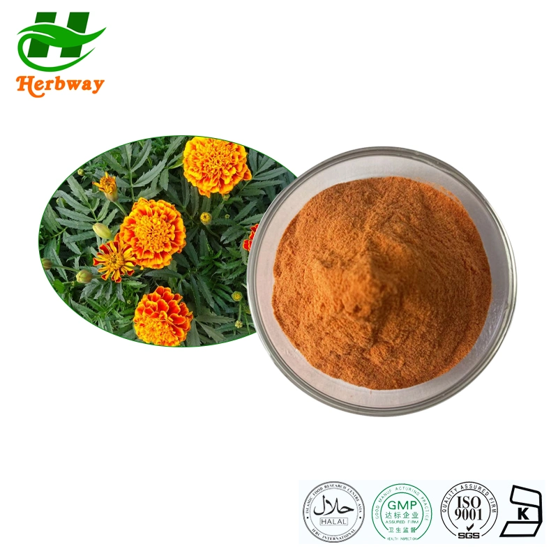 Herbway Kosher Halal FSSC certifié HACCP Prix de gros Tagetes Erecta L. Marigold extrait