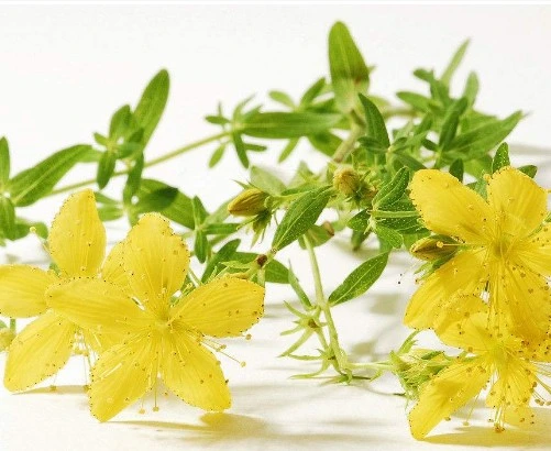 El 0,3% Hypercins Natural St Johns Wort Hypericum Perforatum extracto en polvo