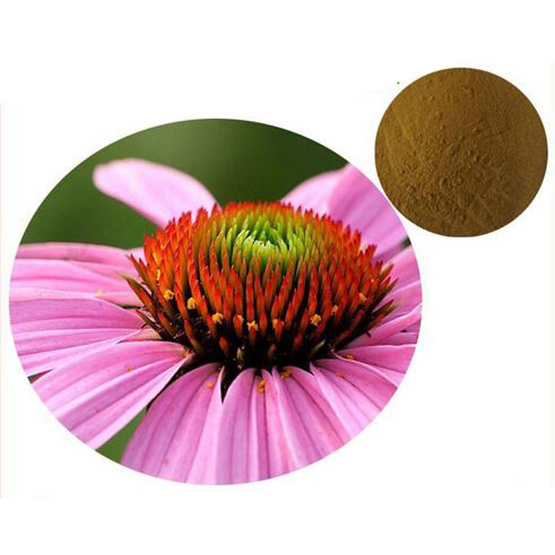 Water Soluble 4 Chicoric Acid Natural Echinacea Purpurea Plant Extract Powder