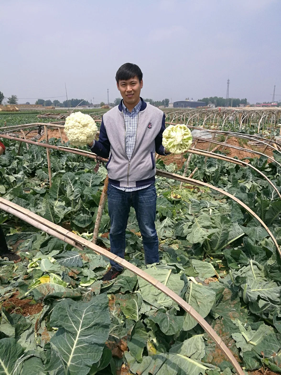 Madurez tardía enfermedad de dureza fría resistencia White Cauliflower semillas para Plantación