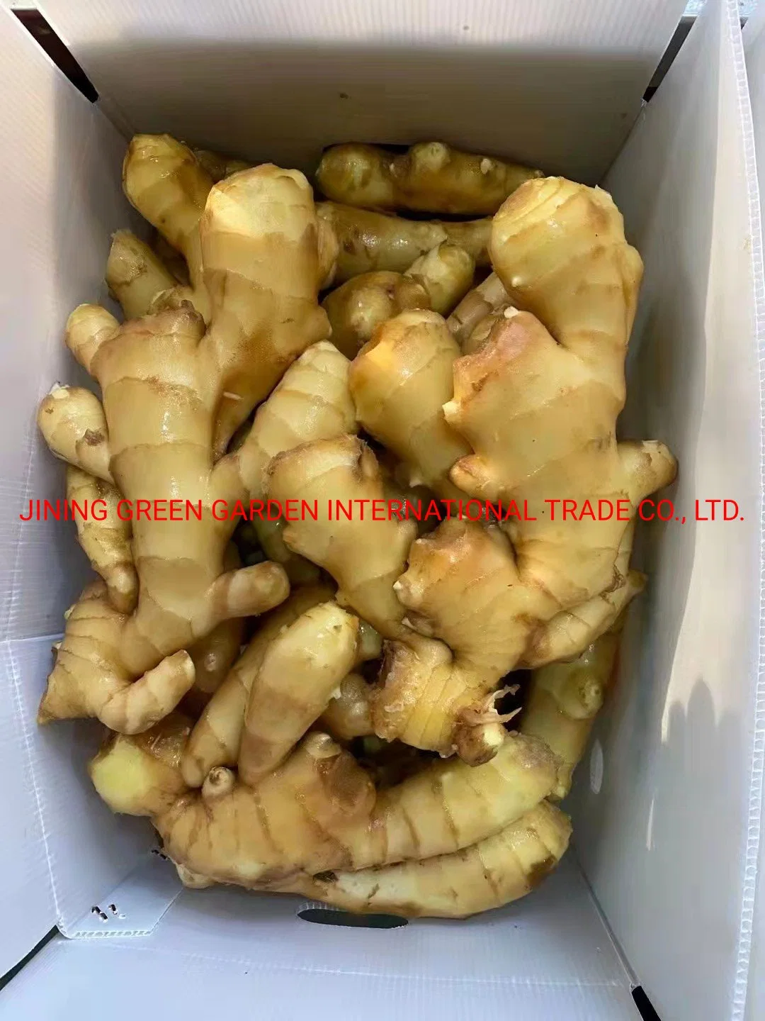 New Wholesale/Supplier Chinese Fresh Frozen Vegetable Food Air Dry Dried Pickled Slice Dehydrated Sushi Organic Crop Fat Yellow Ginger Price From Factory Supplier with