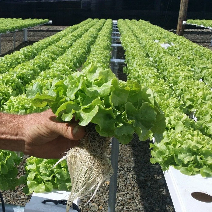 Sistema de hidroponía de efecto invernadero de lechuga comercial Superfarm Nft