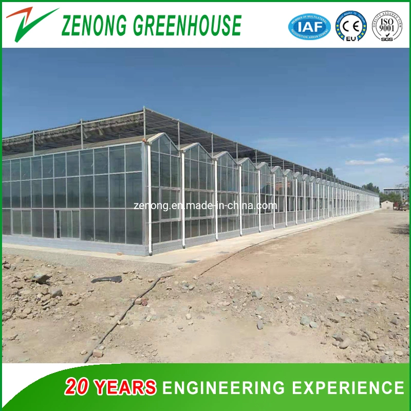 Venlo Hollow Double Tempered Glass Greenhouse with Hydroponics Growing System for Vegetables/ Flowers/ Tomato/ Farm/ Garden/ Eco Restaurant / Agriculture