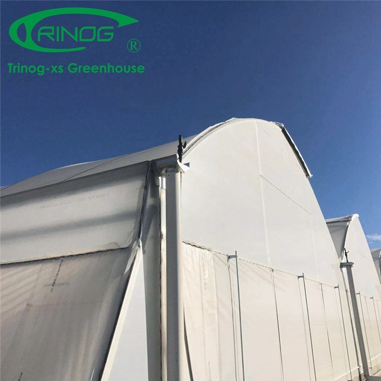 Hot Galvanized Pipe Frame Multi-Span Film Greenhouse with Hydroponics Growing System For Vegetable