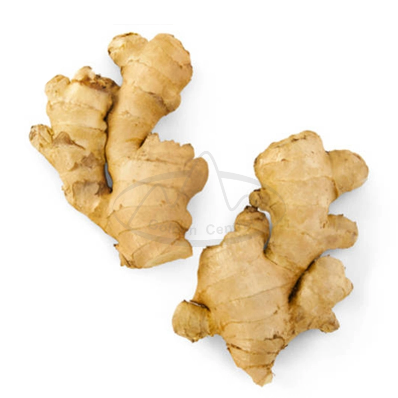 أفضل جودة Air Dry Ginger بحجم 200 غ+ المصنع يقدم الصينية تصدير الزنجبيل الجديد